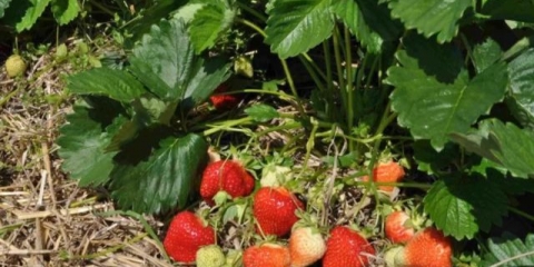 Salsa od jagoda (salsa): opis, karakteristike, video